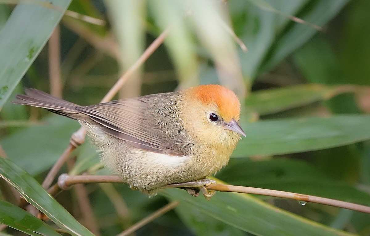Rufous-capped Babbler - ML636467354