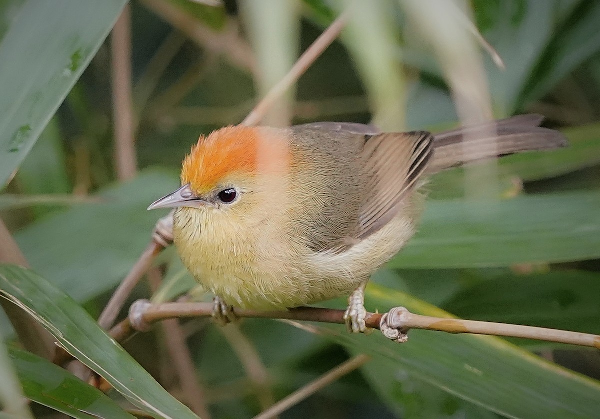 Rufous-capped Babbler - ML636467355