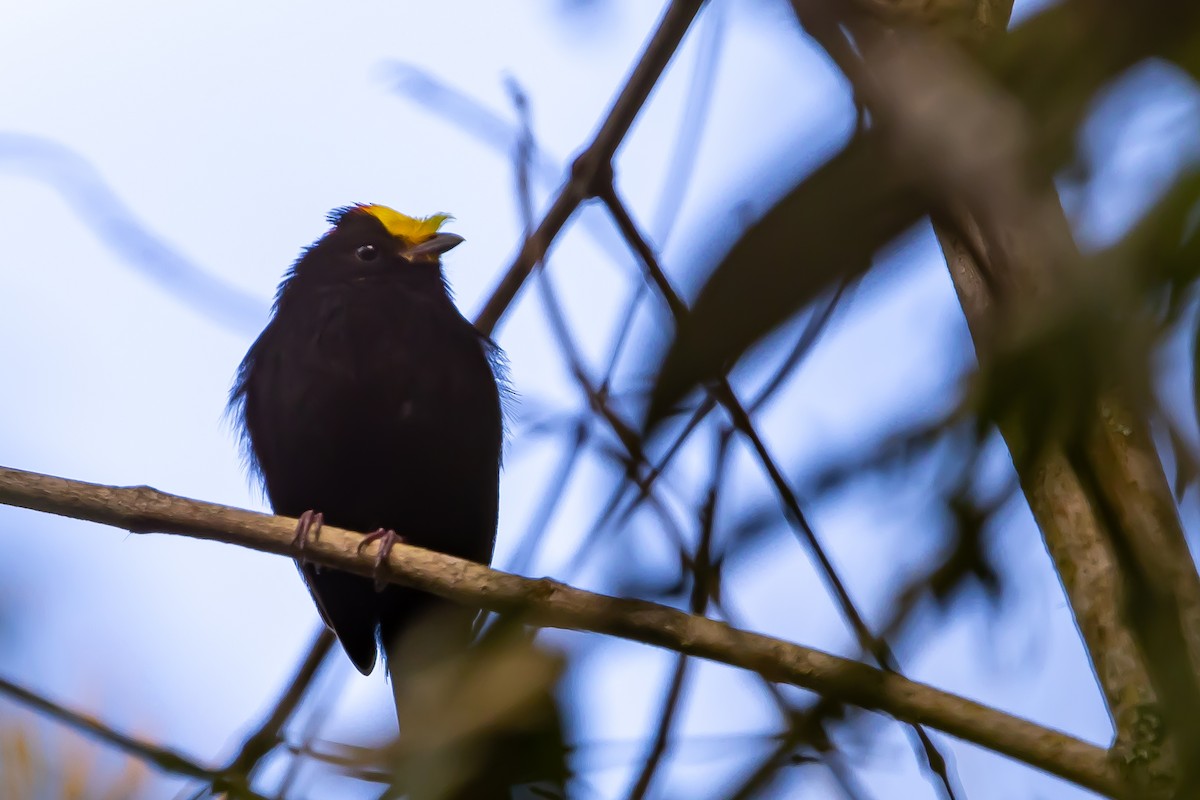 Golden-winged Manakin - ML636467358