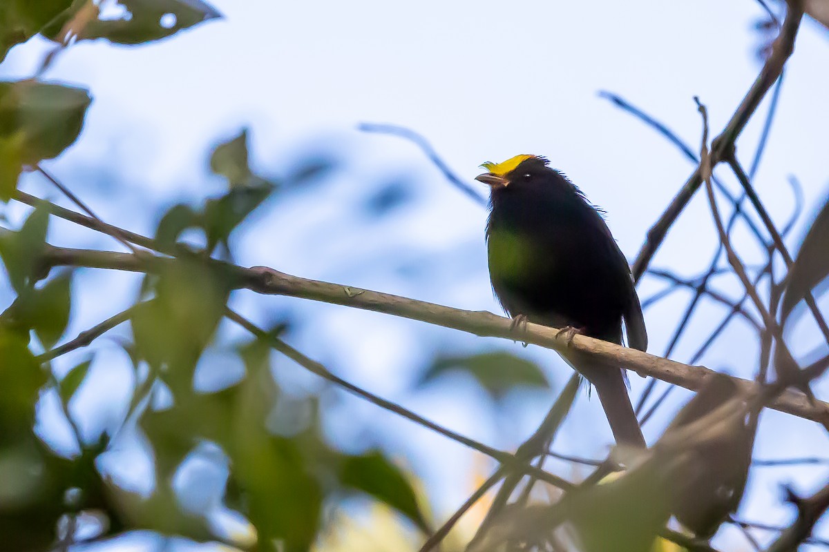 Golden-winged Manakin - ML636467359