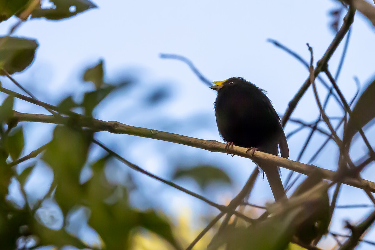 Golden-winged Manakin - ML636467360