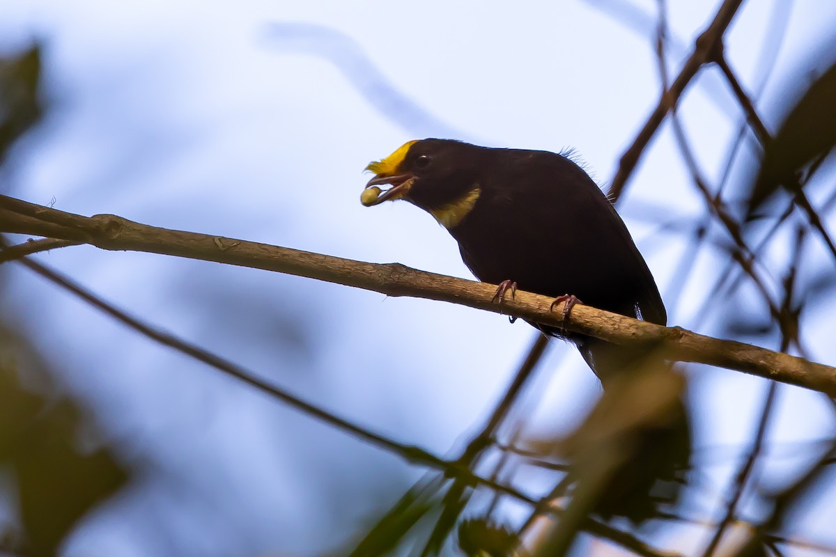Golden-winged Manakin - ML636467364
