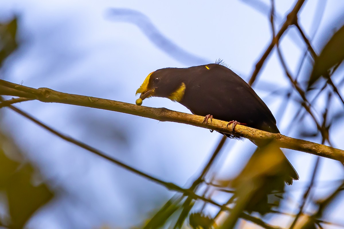 Golden-winged Manakin - ML636467370