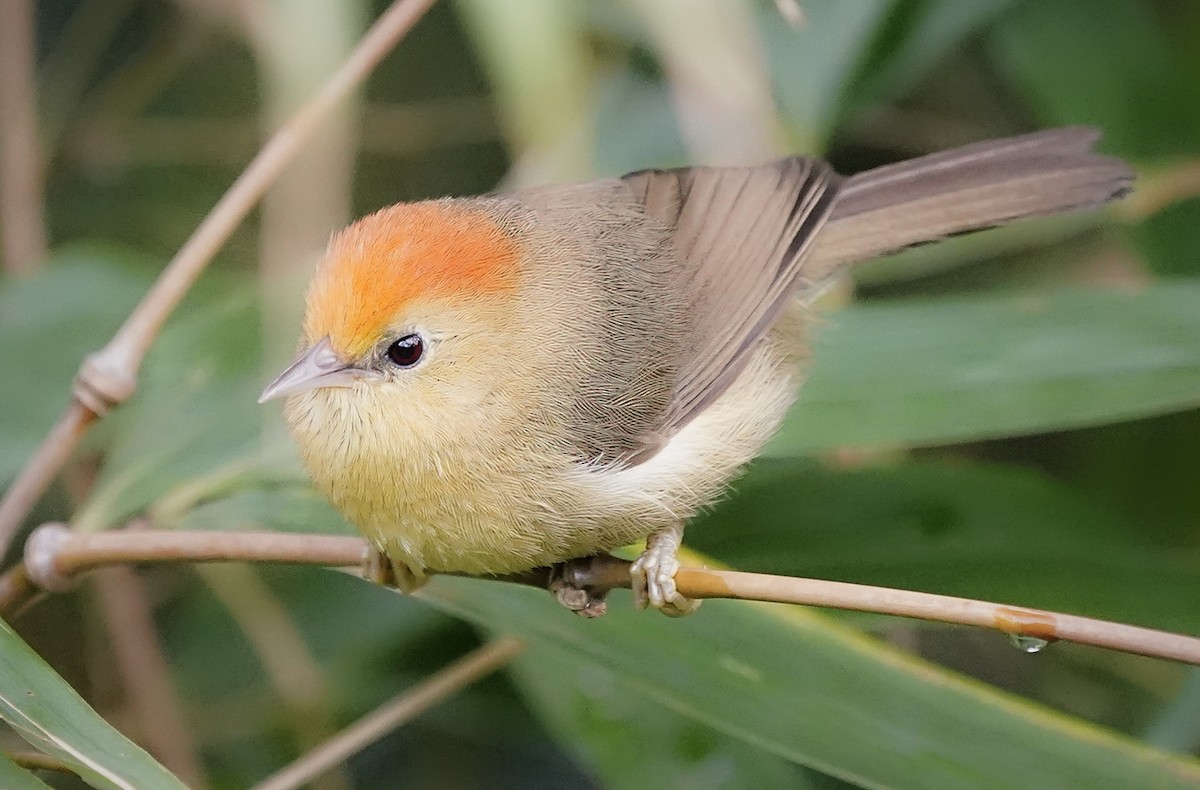 Rufous-capped Babbler - ML636467371