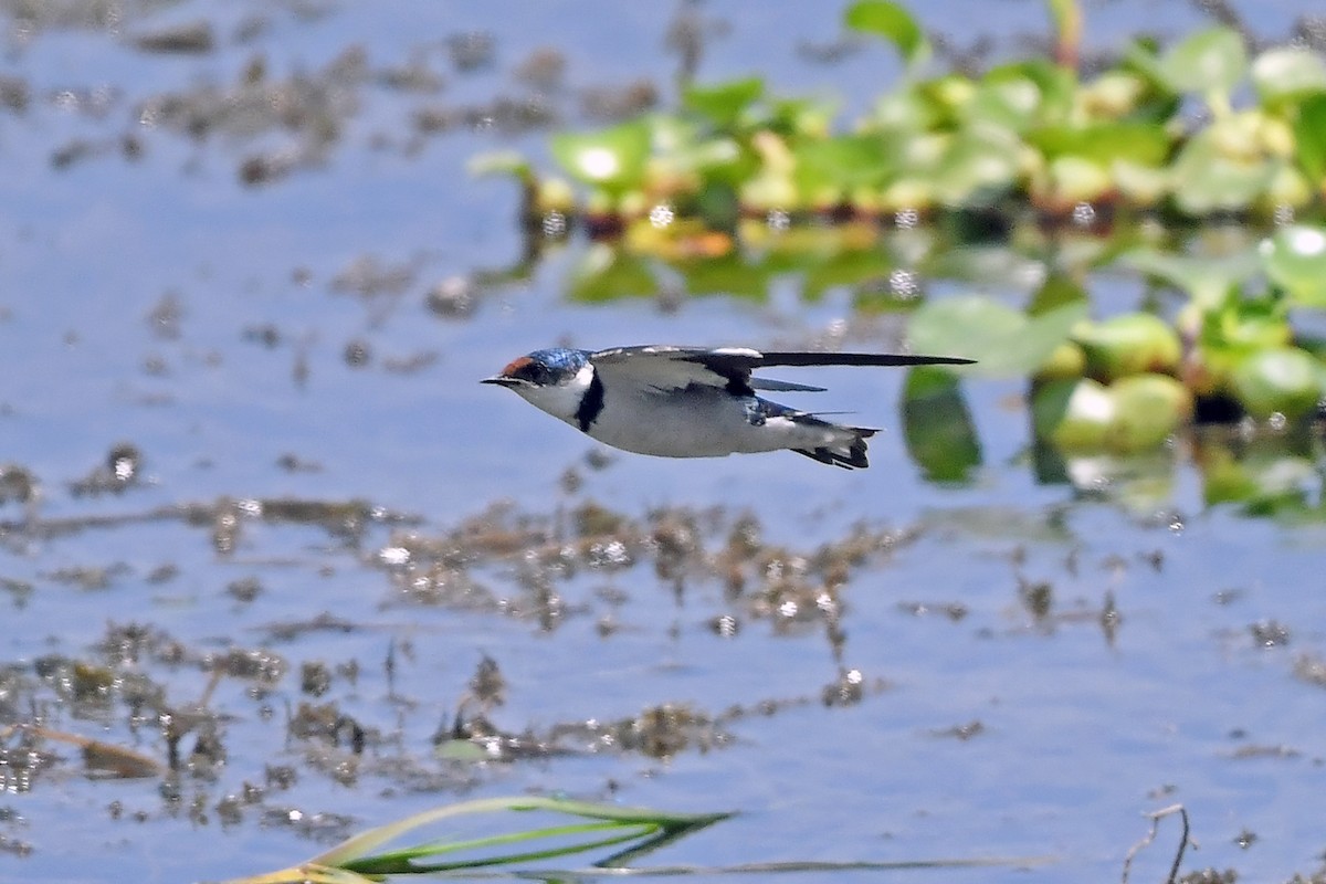 White-throated Swallow - ML636467398