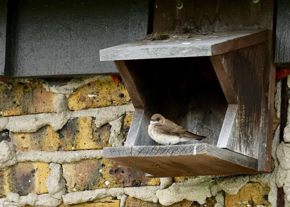 Tree Swallow - ML636467402