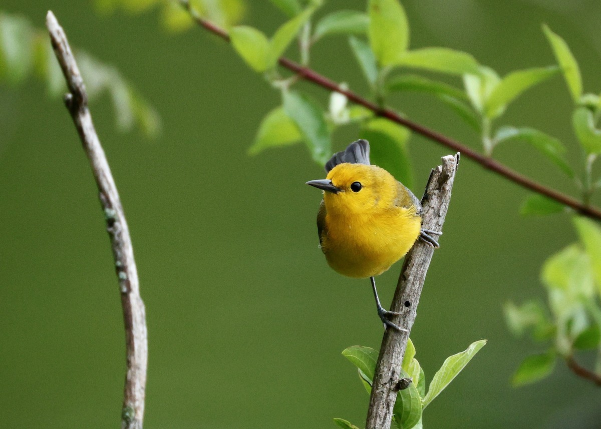 Prothonotary Warbler - ML636467437