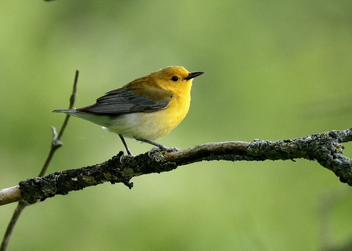 Prothonotary Warbler - ML636467450