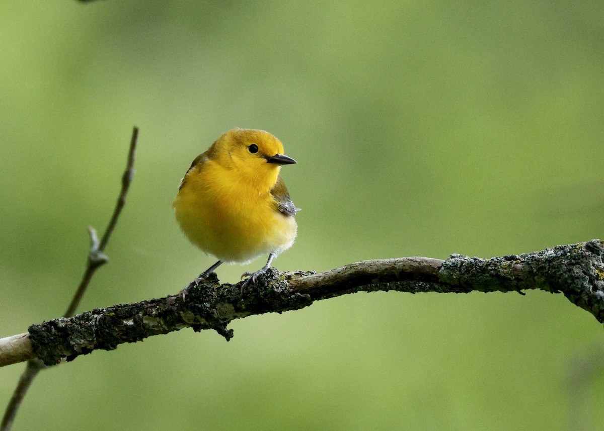 Prothonotary Warbler - ML636467482