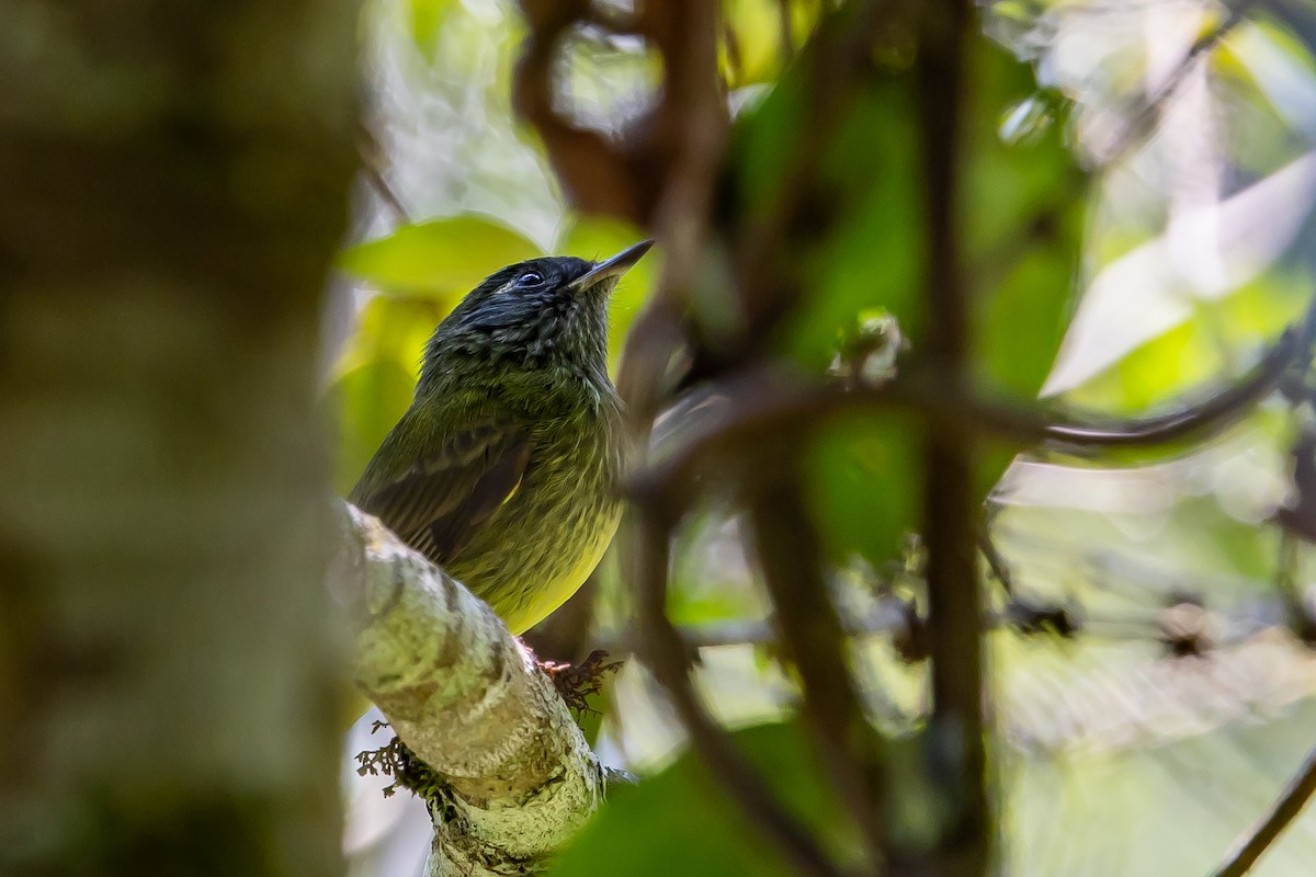 Olive-striped Flycatcher - ML636467487