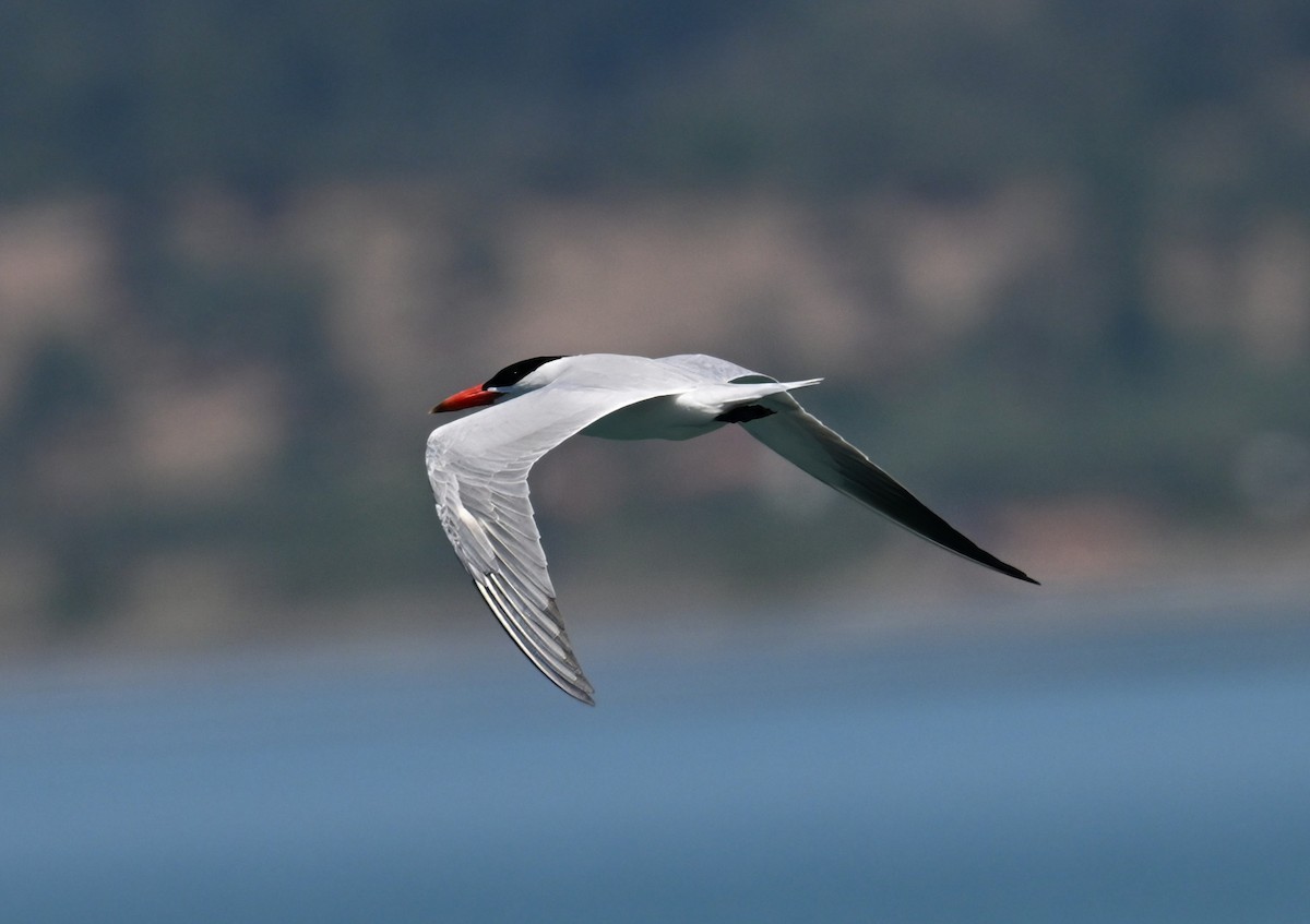 Caspian Tern - ML636467492