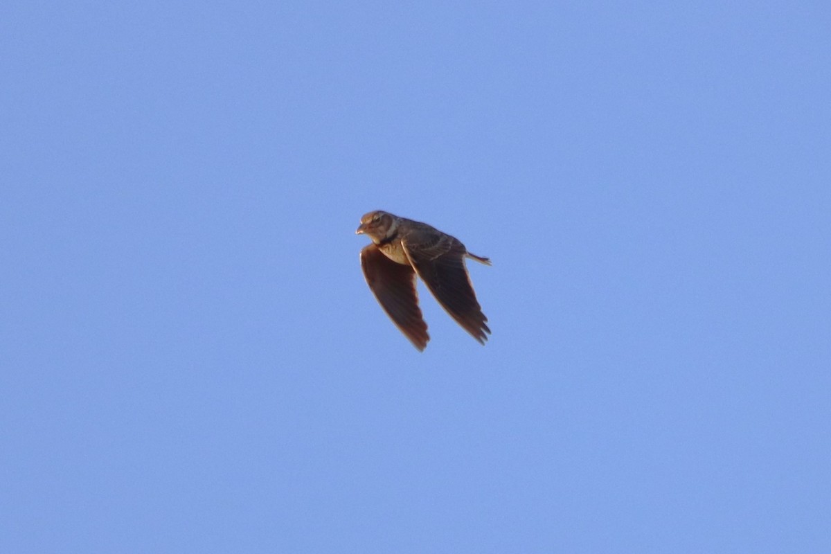 עפרוני ענק - ML636467603