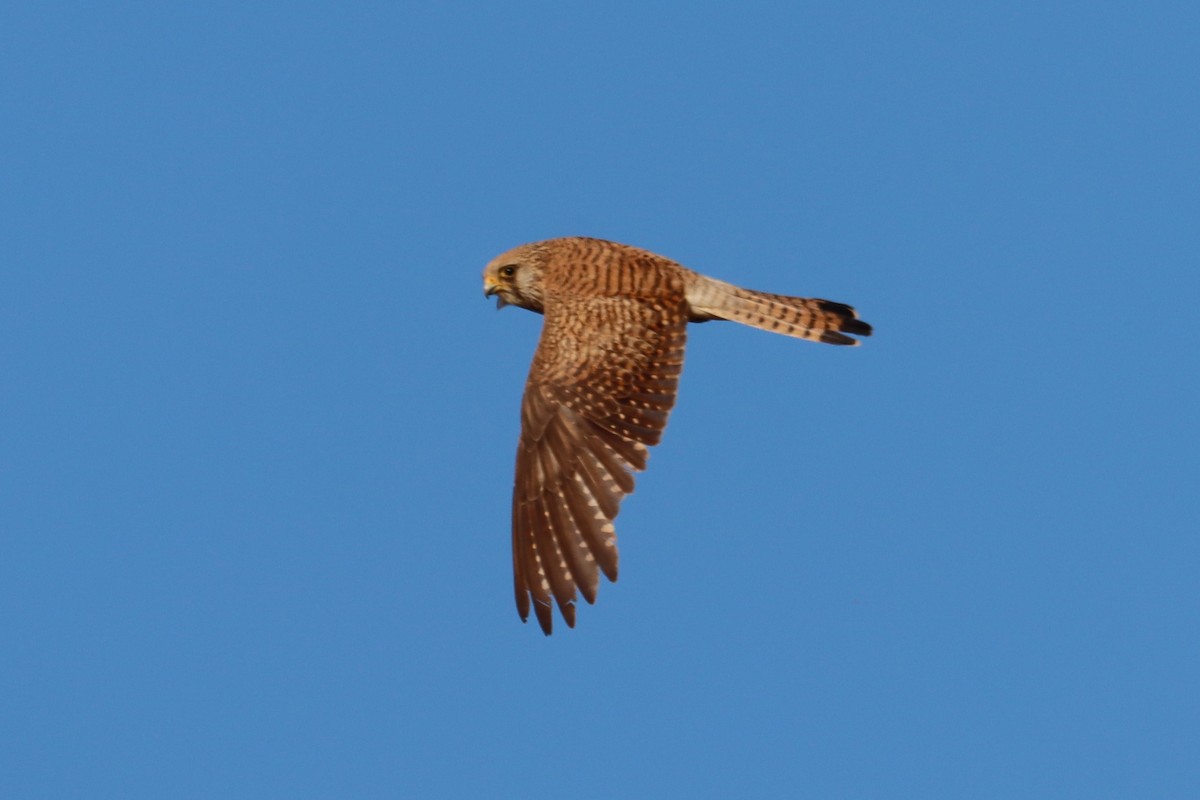 בז מצוי - ML636467639