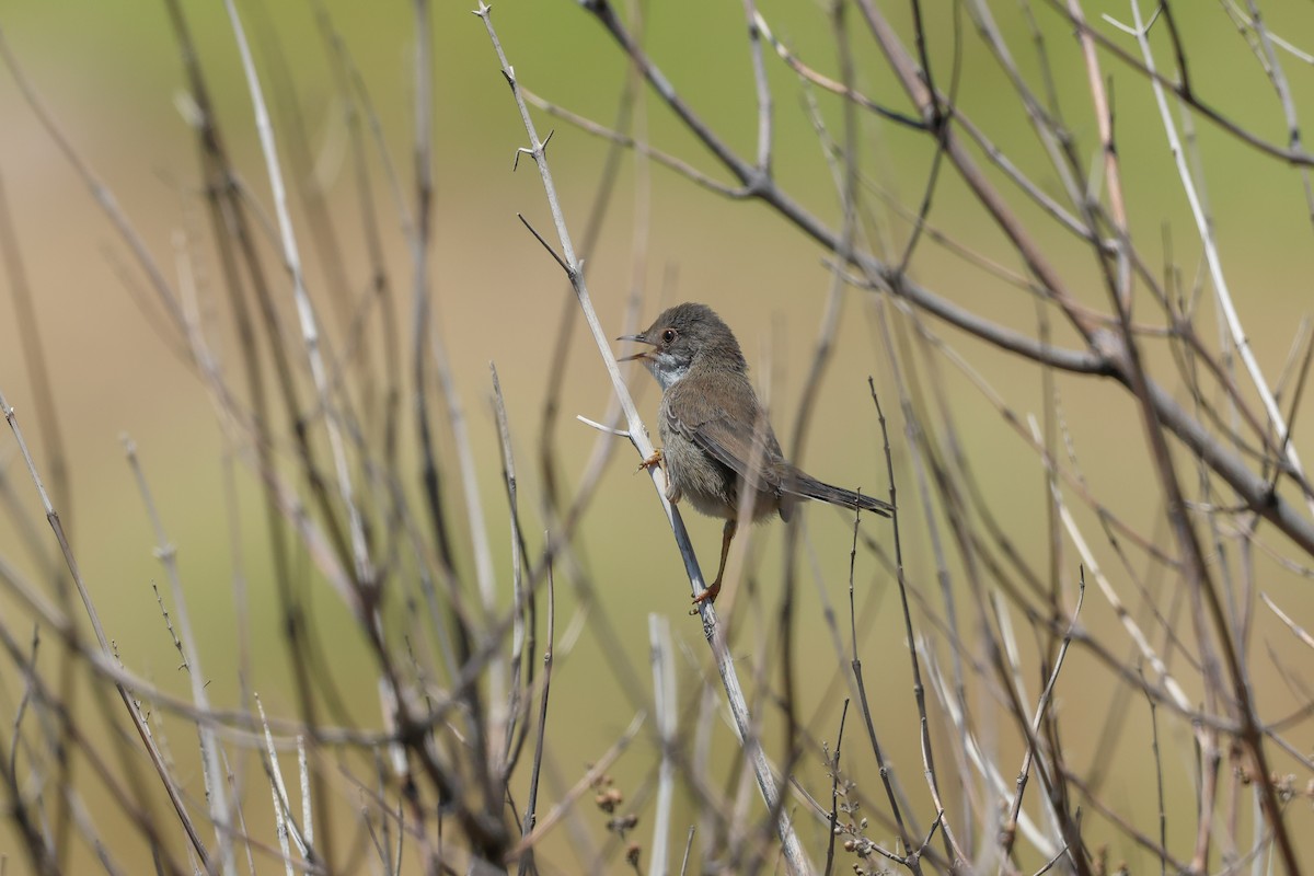 Sardinian Warbler - ML636467744