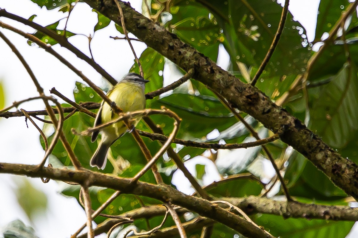 Black-capped Tyrannulet - ML636467804