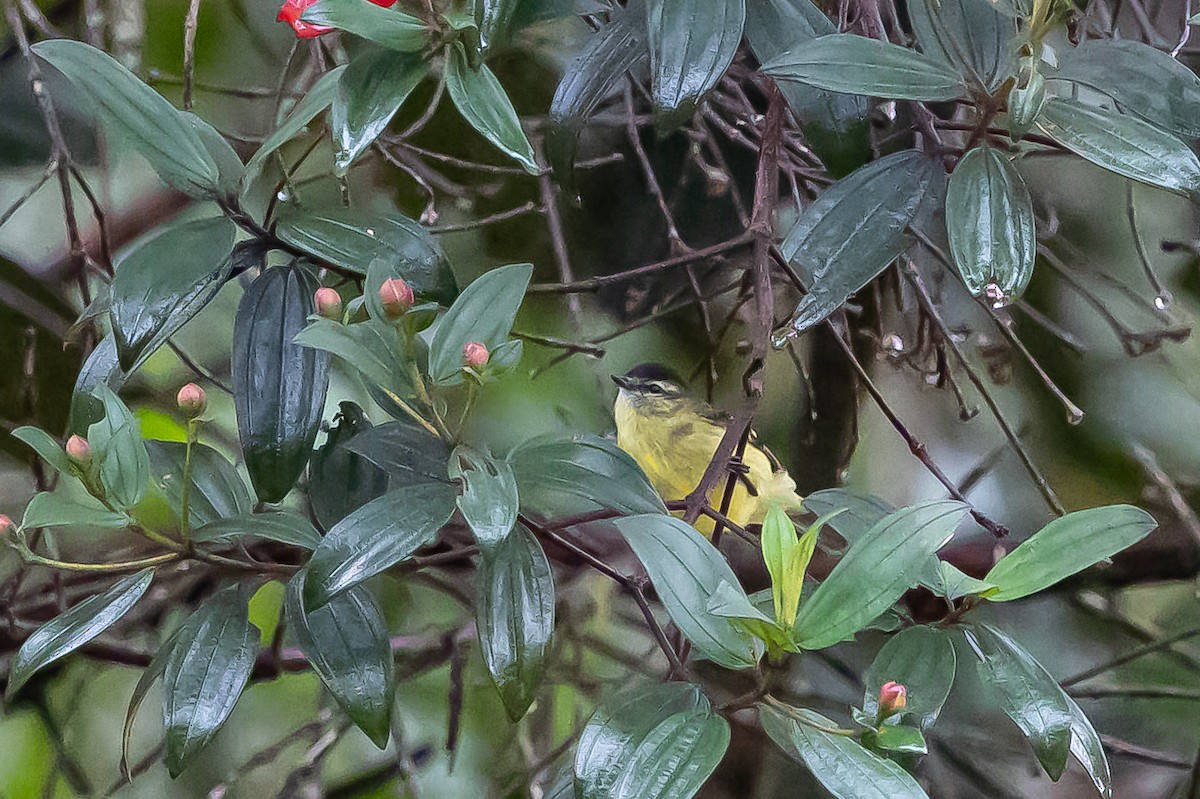 Black-capped Tyrannulet - ML636467829