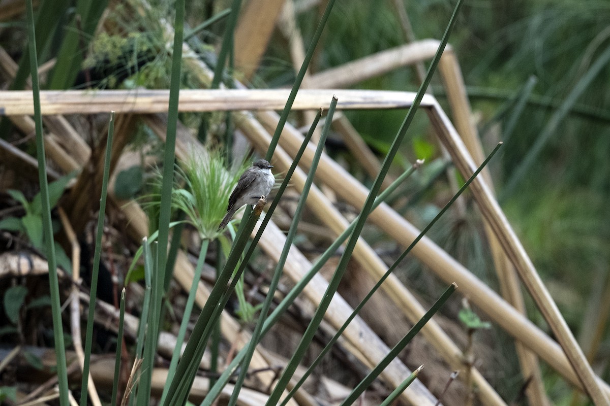 Swamp Flycatcher - ML636467831
