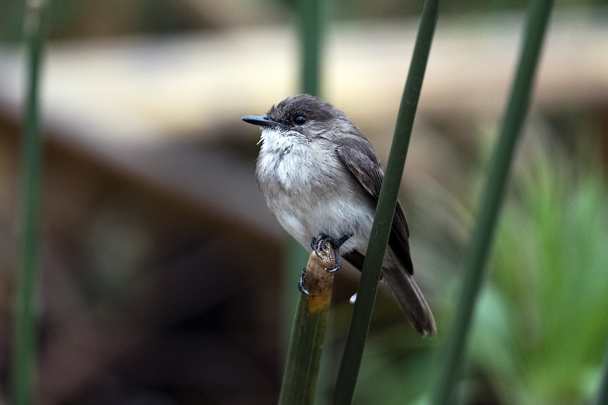 Swamp Flycatcher - ML636467861