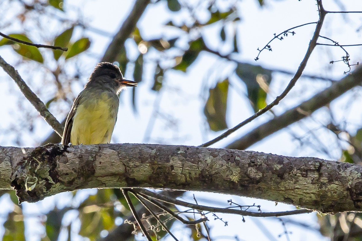 Apical Flycatcher - ML636467899