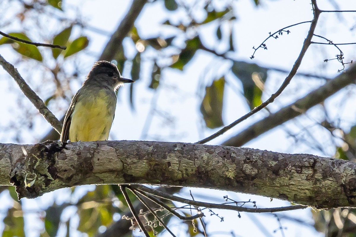 Apical Flycatcher - ML636467900