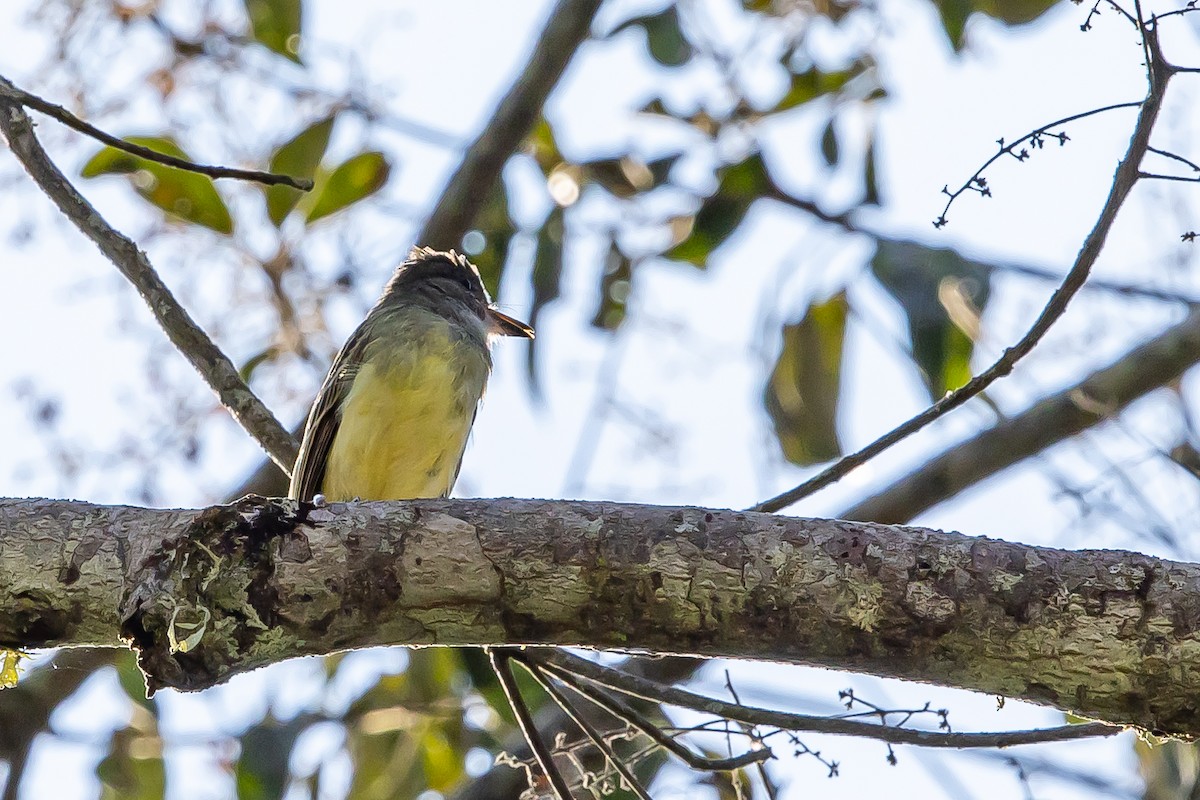 Apical Flycatcher - ML636467911