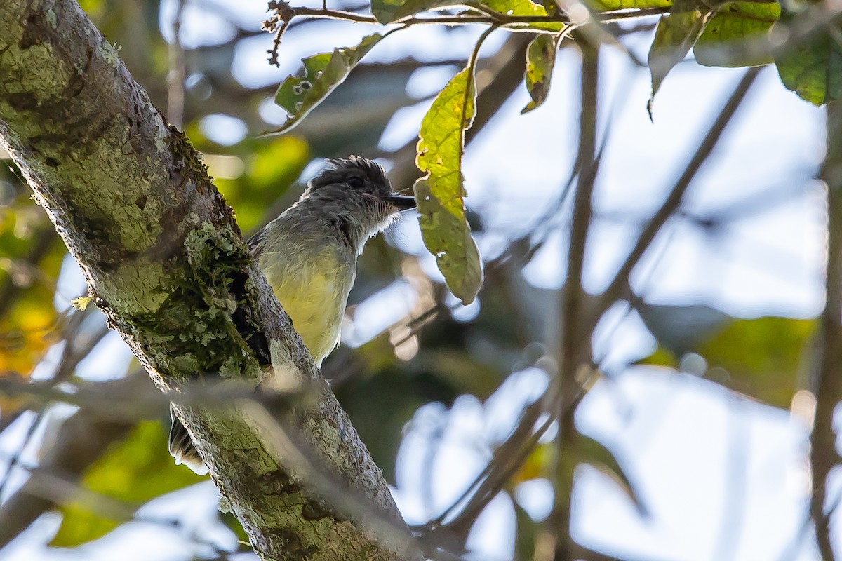 Apical Flycatcher - ML636467933