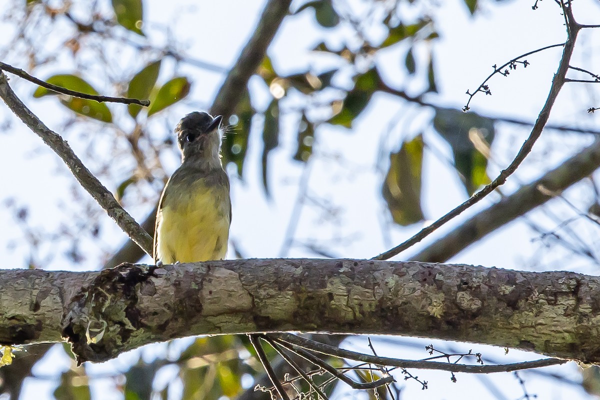 Apical Flycatcher - ML636467939