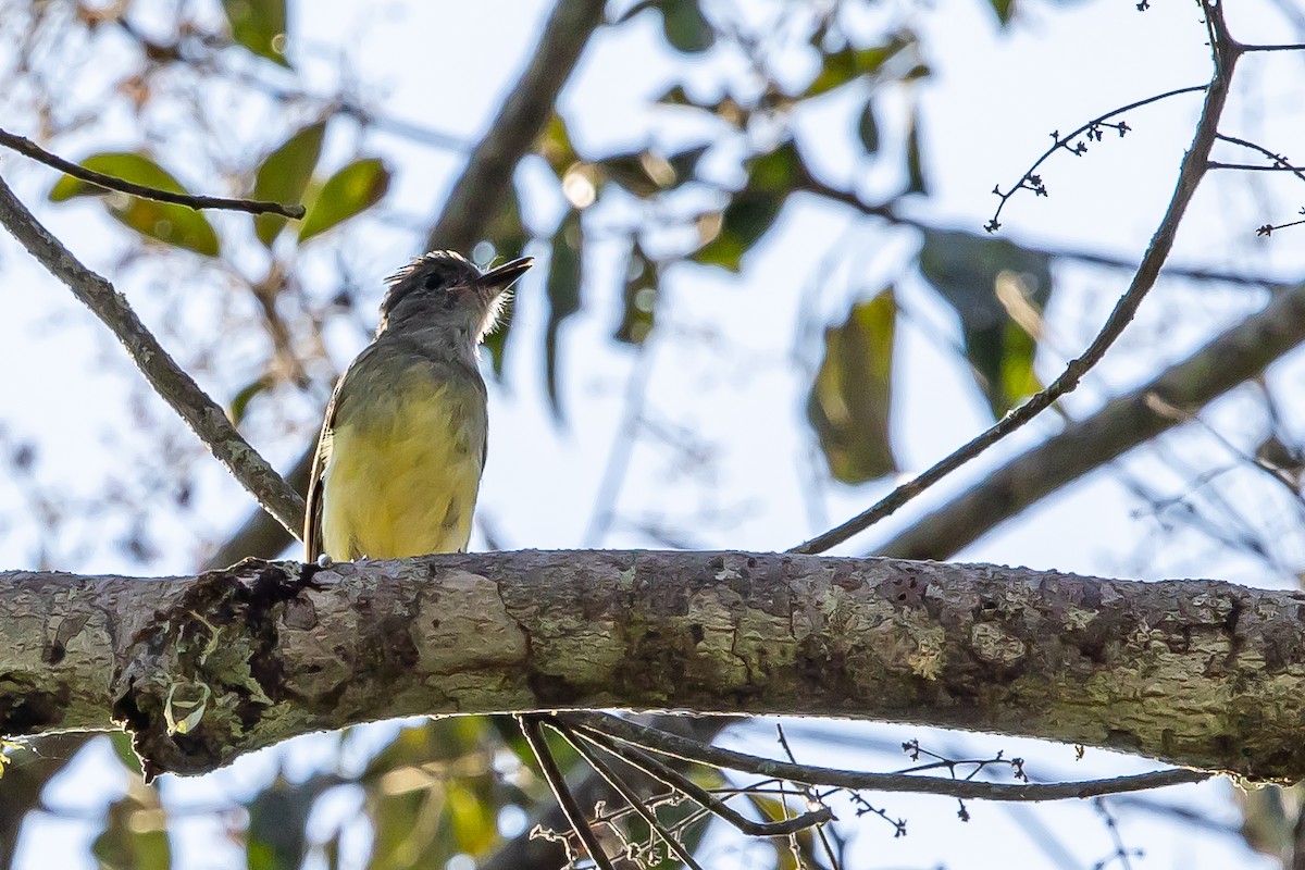 Apical Flycatcher - ML636467942