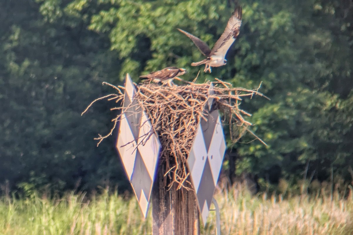 Osprey - ML636468130