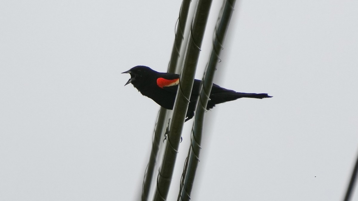Red-winged Blackbird - ML636468245