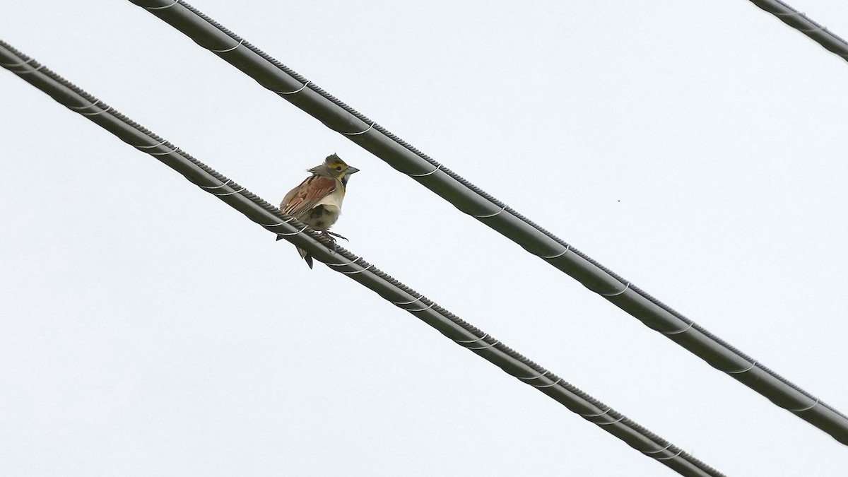 Dickcissel - ML636468252
