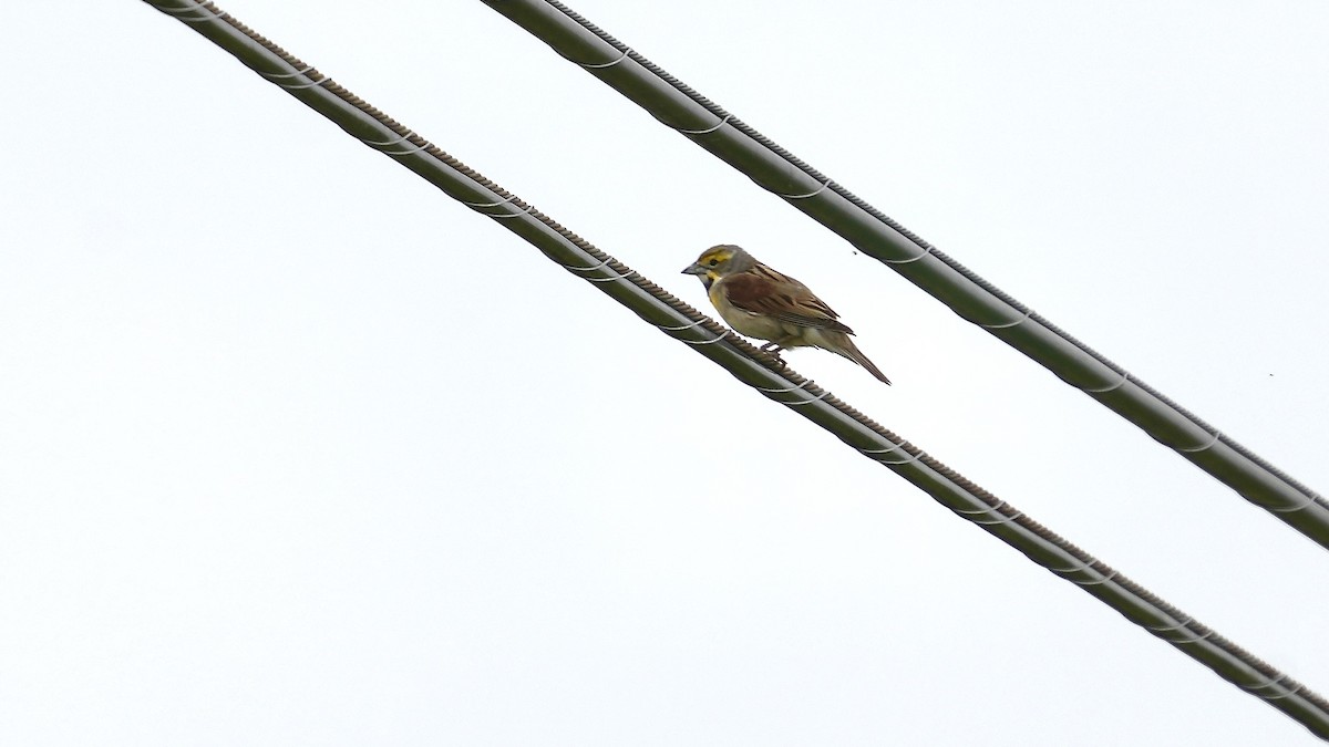 Dickcissel - ML636468254
