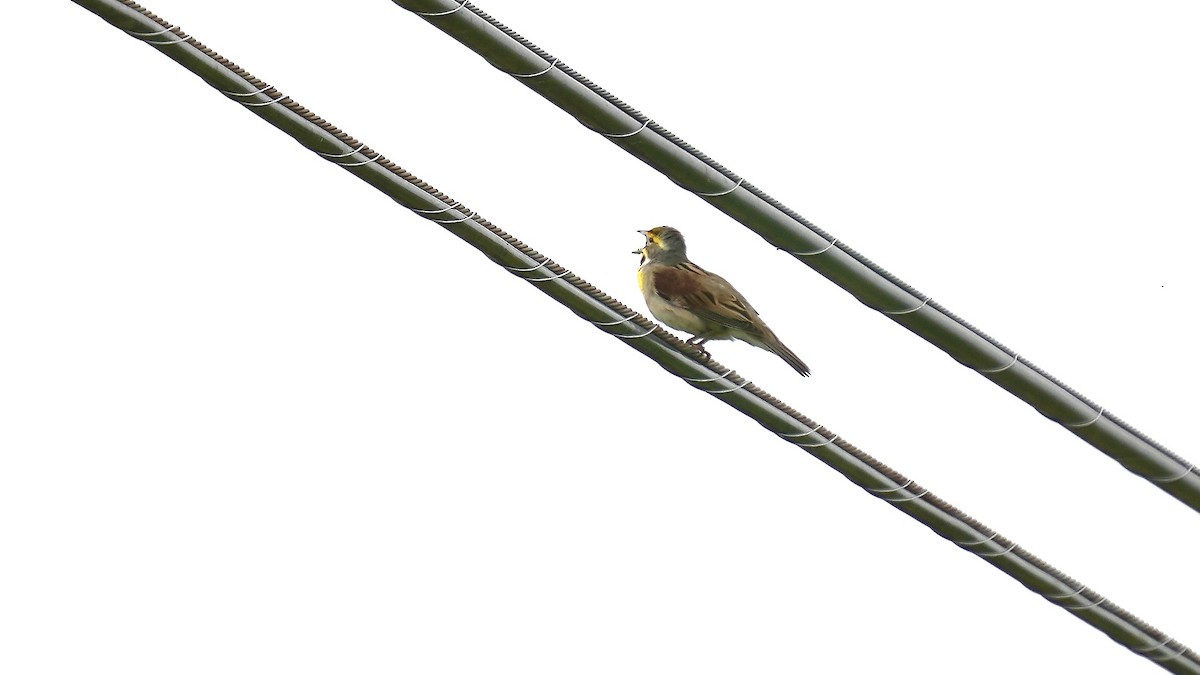 Dickcissel - ML636468259