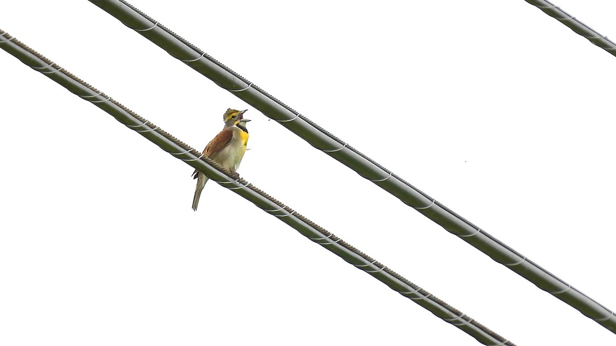 Dickcissel - ML636468262