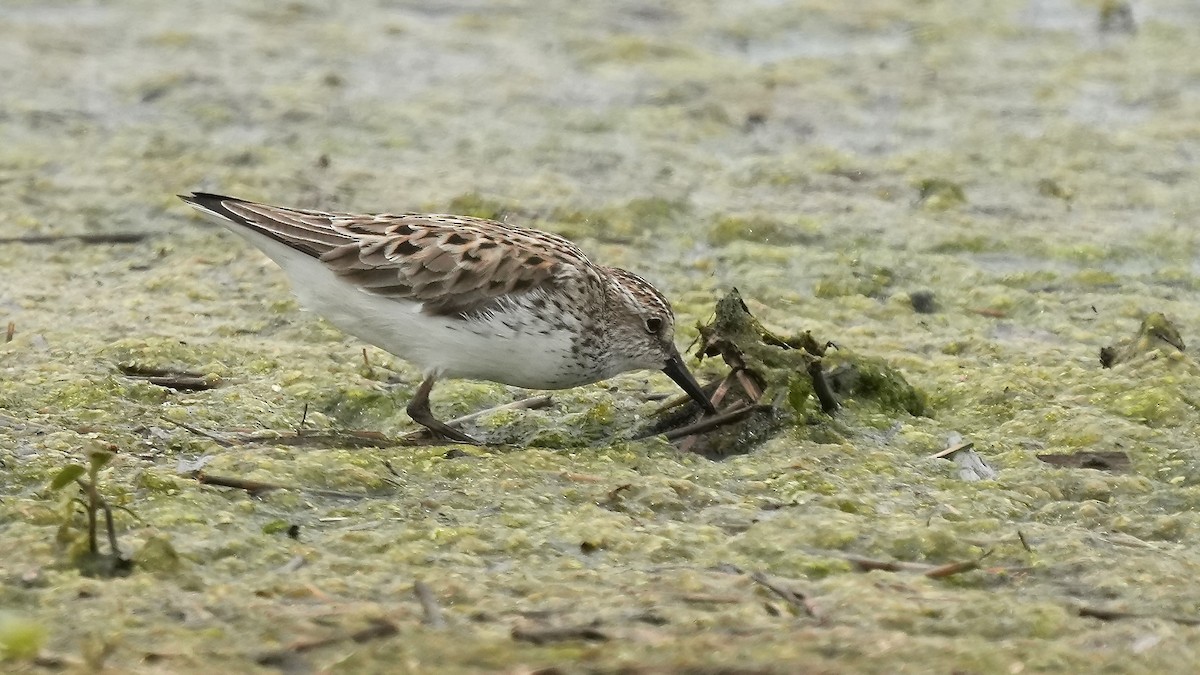 Least Sandpiper - ML636468360