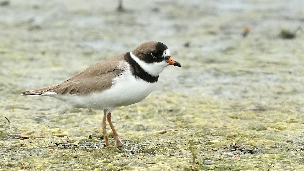Semipalmated Plover - ML636468367