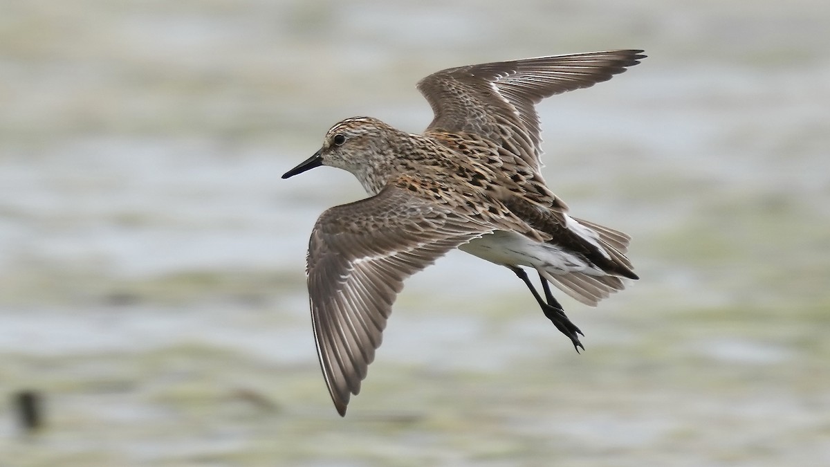 Semipalmated Sandpiper - ML636468392