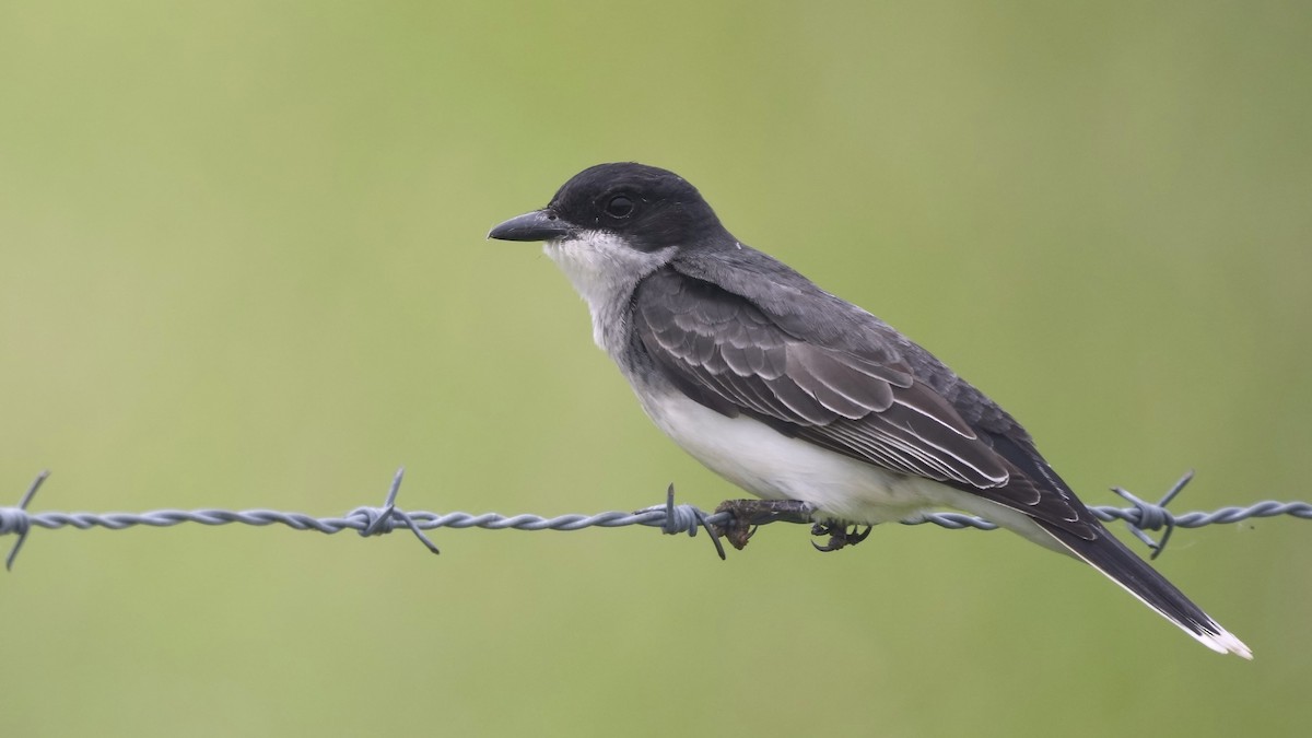 Eastern Kingbird - ML636468401