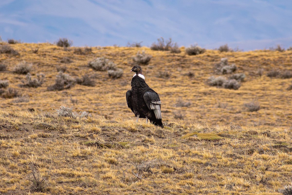 Andean Condor - ML636468406