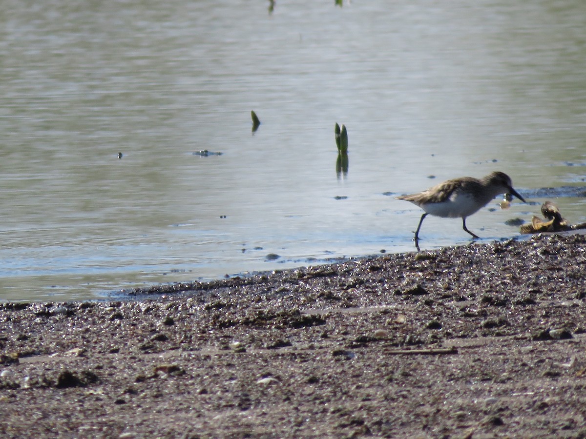 Semipalmated Sandpiper - ML636468450