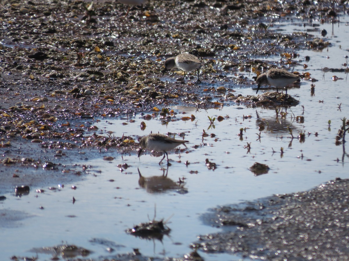 Semipalmated Sandpiper - ML636468451