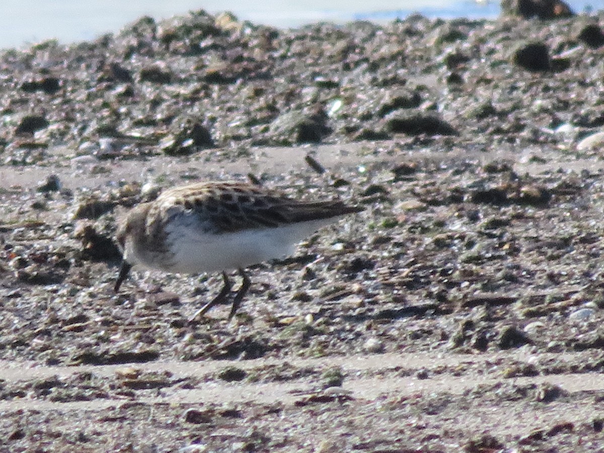 Semipalmated Sandpiper - ML636468452