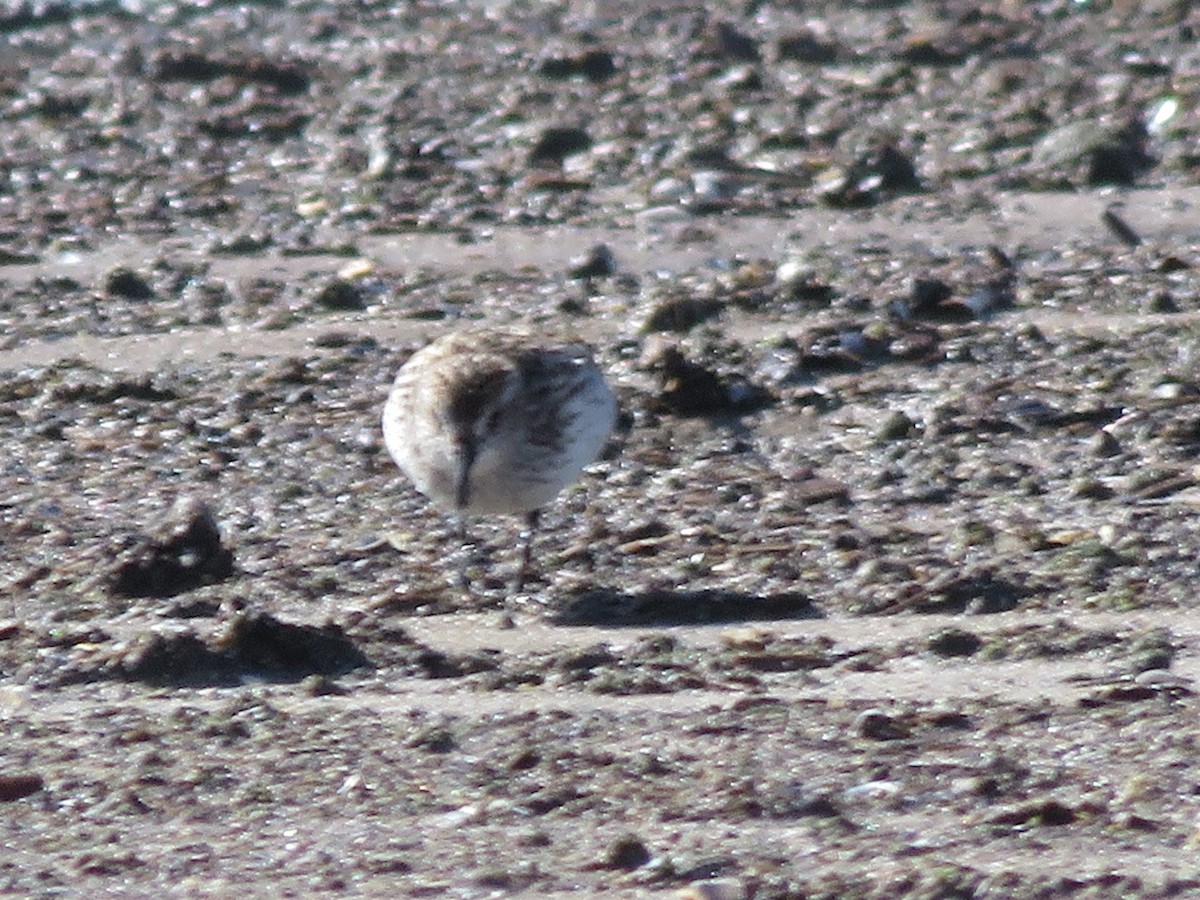 Semipalmated Sandpiper - ML636468454