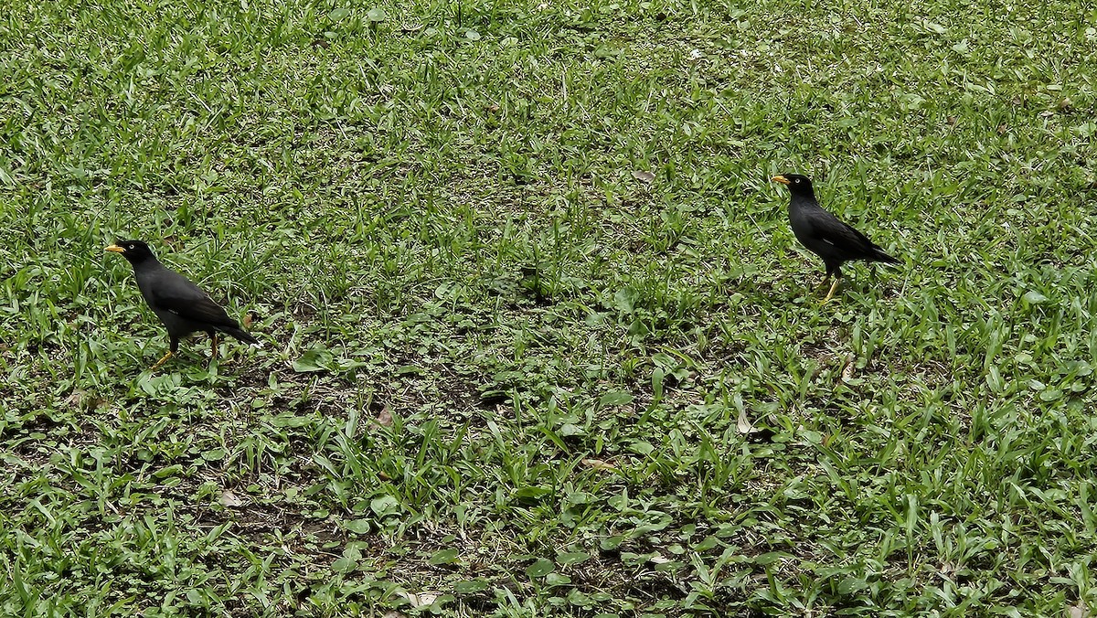 白尾八哥 - ML636468458