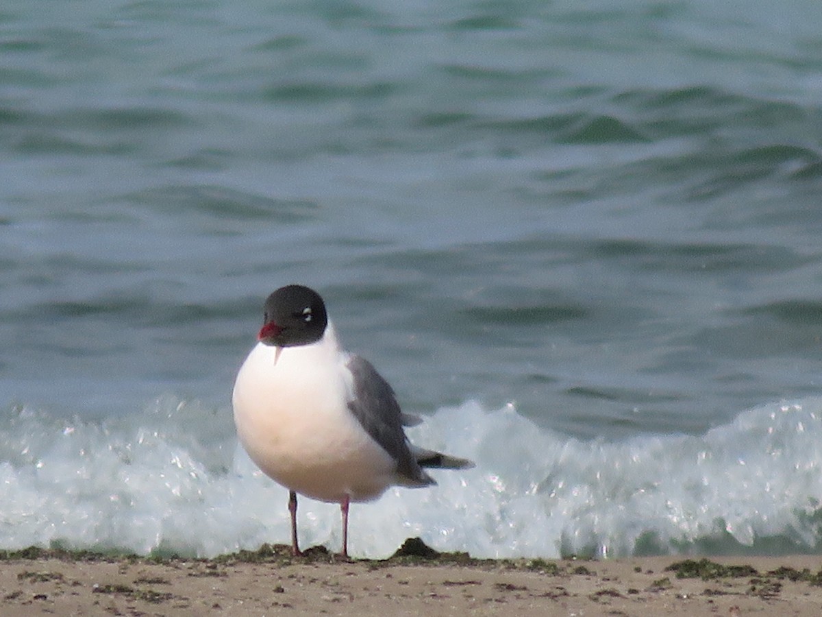 弗氏鷗 - ML636468502