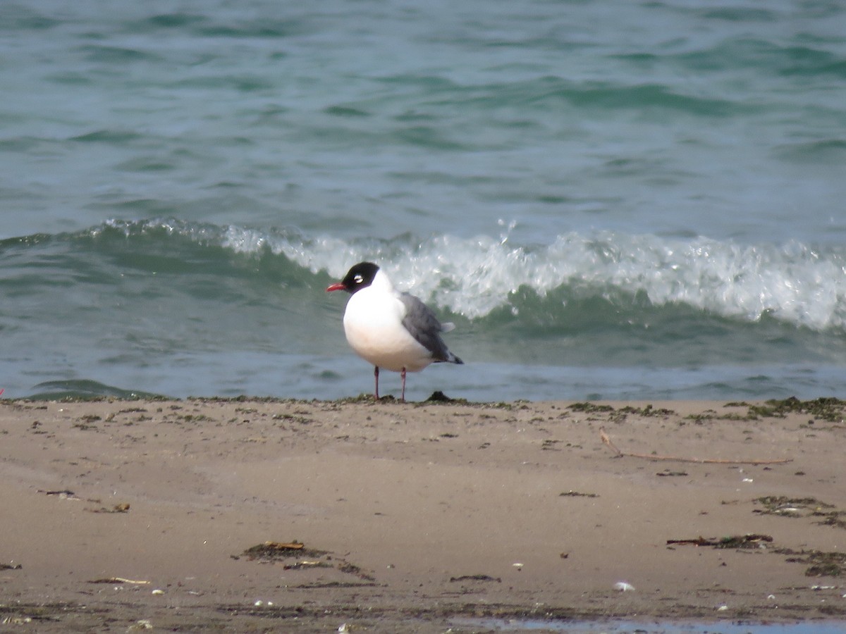 弗氏鷗 - ML636468503