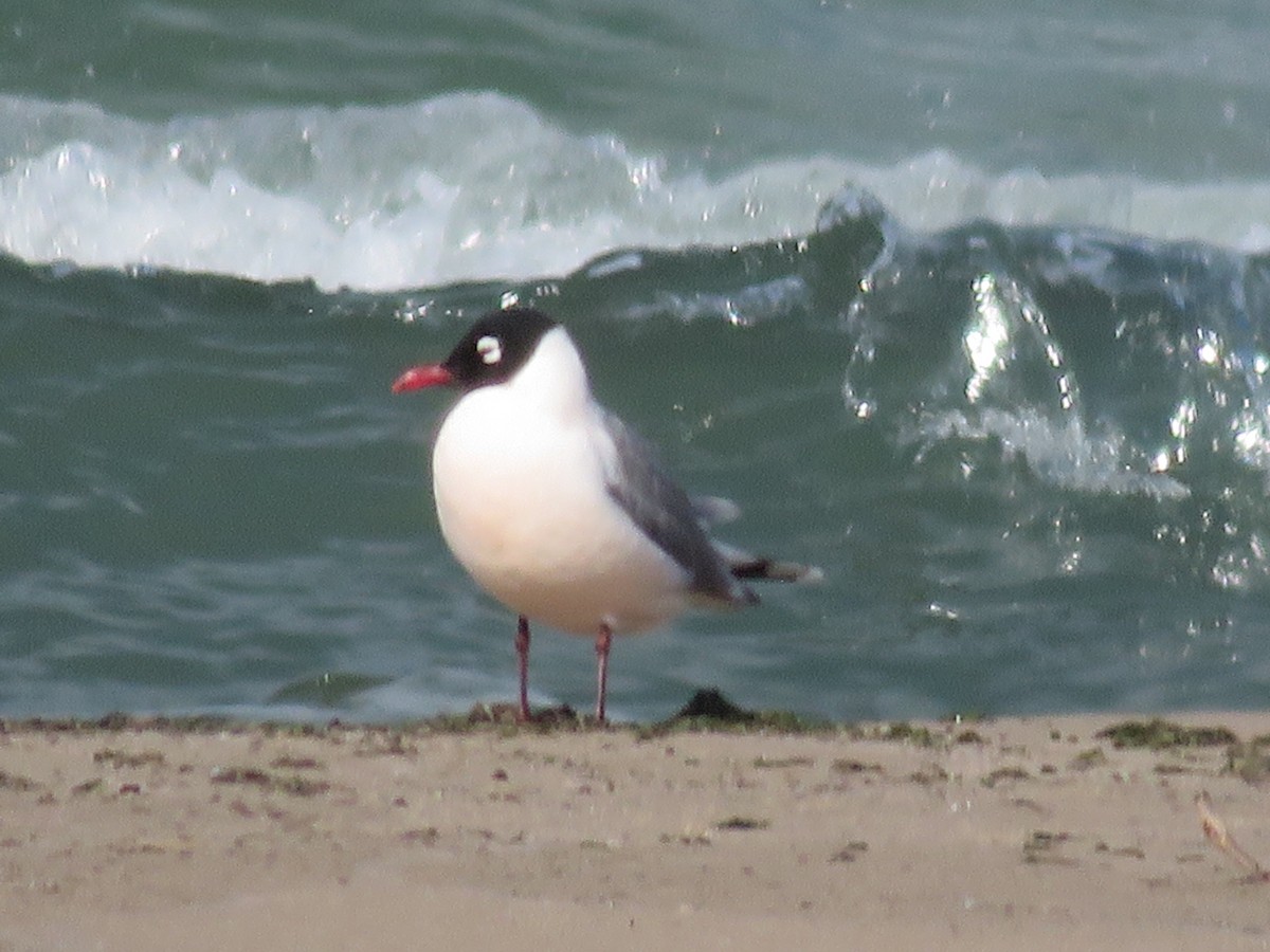 弗氏鷗 - ML636468504