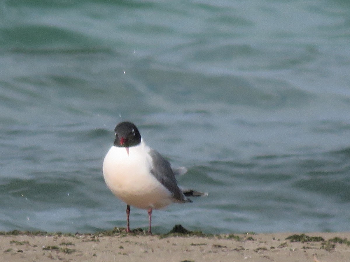 弗氏鷗 - ML636468505