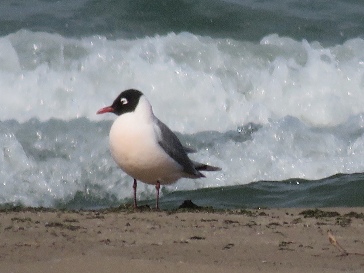 弗氏鷗 - ML636468506