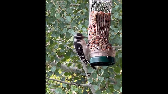 Downy Woodpecker - ML636468583